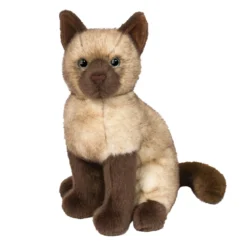 Chai Siamese Cat