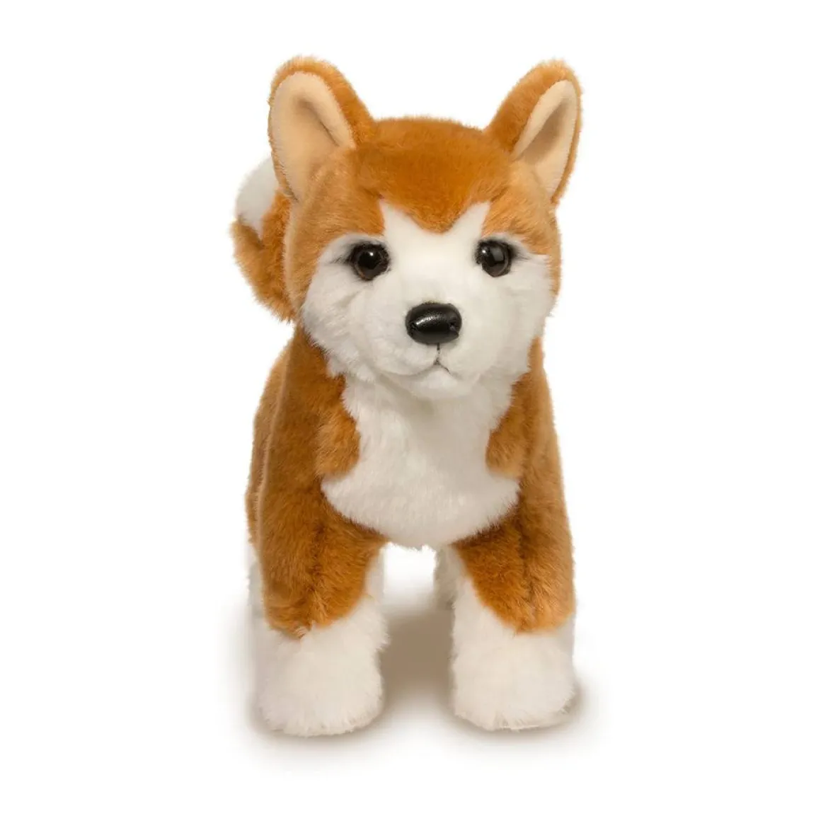 Dunham Shiba Inu