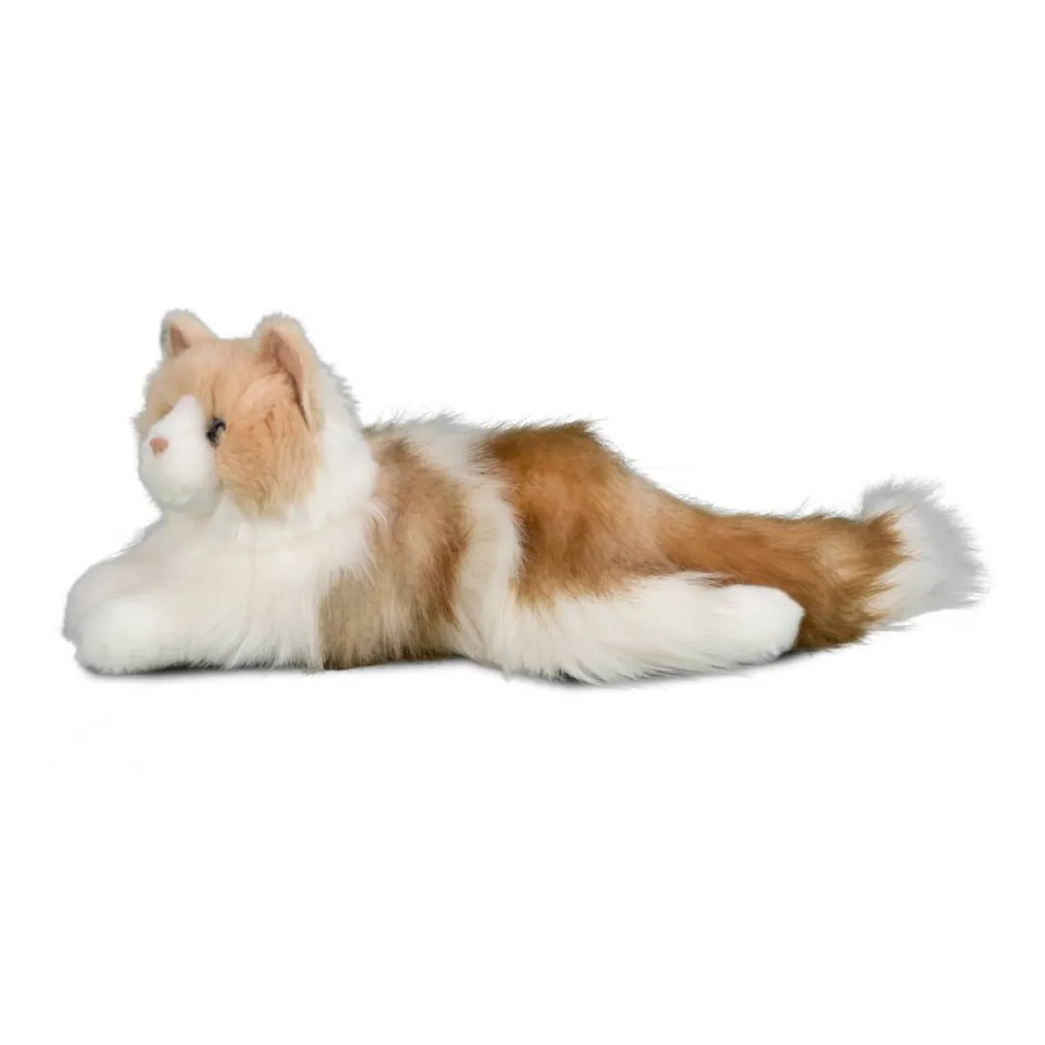 Kiki Ragdoll Cat