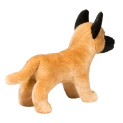 Klaus Belgian Malinois