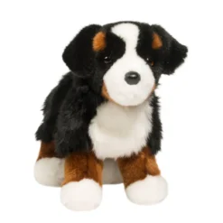 Stevie Bernese Mountain Dog